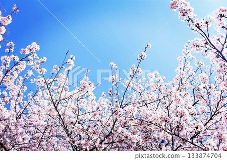 Cherry blossoms in full bloom shining in the blue sky Cherry blossoms in full bloom shining in the blue sky 133874704