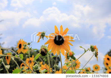 Bright clusters of sunflowers 133874808