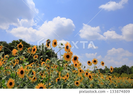 一簇簇明亮的向日葵 133874809