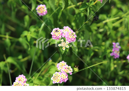 可愛的馬纓丹花 133874815