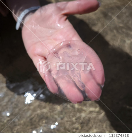 A tiny transparent jellyfish on a person's wet palm in water 133874818