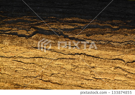 wood texture. Abstract background, empty template. Cropped Shot Of A Textured Background. wood texture. Abstract background, empty template. Cropped Shot Of A Textured Background. 133874855