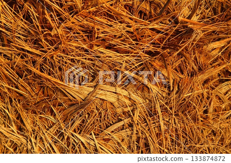 wood texture. Abstract background, empty template. Cropped Shot Of A Textured Background. wood texture. Abstract background, empty template. Cropped Shot Of A Textured Background. 133874872