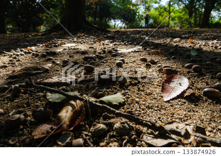 Acorn of the forest Acorn of the forest 133874926