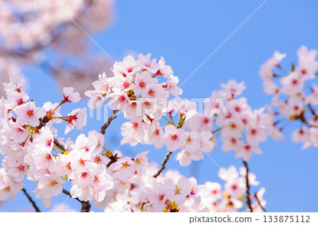 Sakura that shines in the blue sky Sakura that shines in the blue sky 133875112