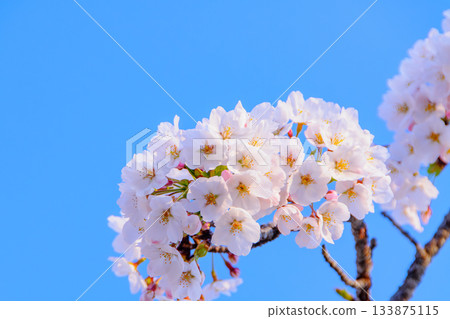 Sakura that shines in the blue sky Sakura that shines in the blue sky 133875115