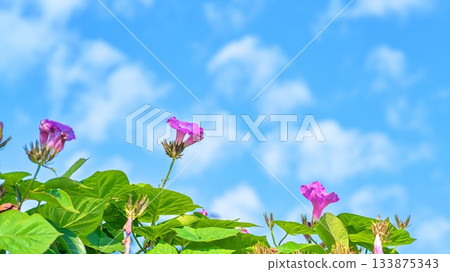 牽牛花 牽牛花 133875343