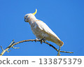 A Sulphur Crested Cockatoo standing on a small tree branch 133875379