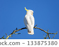 A Sulphur Crested Cockatoo standing on a small tree branch 133875380