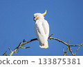A Sulphur Crested Cockatoo standing on a small tree branch 133875381