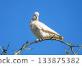 A Sulphur Crested Cockatoo standing on a small tree branch 133875382