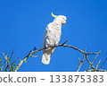 A Sulphur Crested Cockatoo standing on a small tree branch 133875383