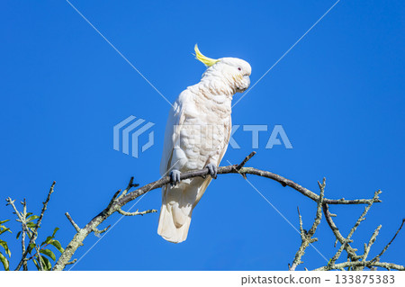 A Sulphur Crested Cockatoo standing on a small tree branch 133875383