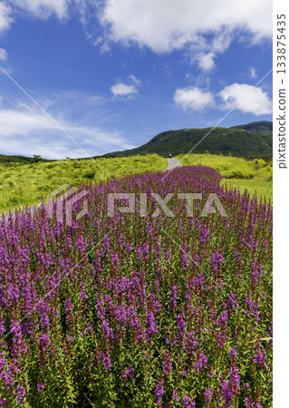 Higotai Park in Aso County, Kumamoto Prefecture Higotai Park in Aso County, Kumamoto Prefecture 133875435