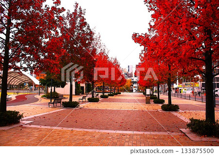Tenmonkan Park, a tree-lined street in the downtown area Tenmonkan Park, a tree-lined street in the downtown area 133875500