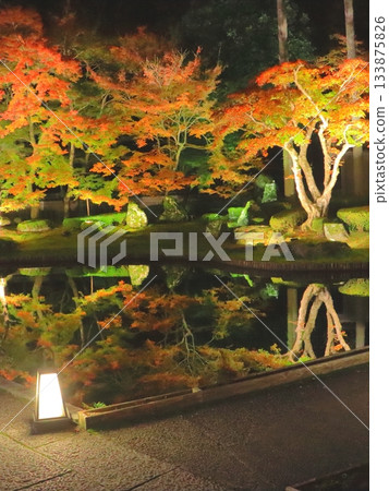 Autumn in Kyoto (Shozan Resort, illuminations, Kyoto City, vertical composition) 133875826