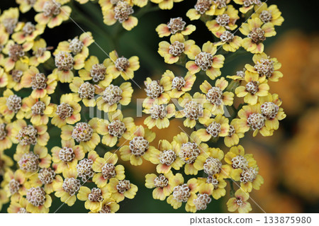 Yellow ornamental yarrow flowers in close up 133875980