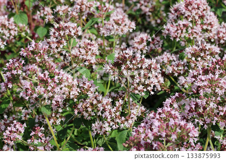 Pink wild marjorum herb flowers in close up Pink wild marjorum herb flowers in close up 133875993