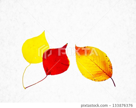 colorful fallen leaves frame colorful fallen leaves frame 133876376