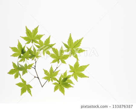 透過光線,可以看到鮮綠的楓葉。 透過光線,可以看到鮮綠的楓葉。 133876387