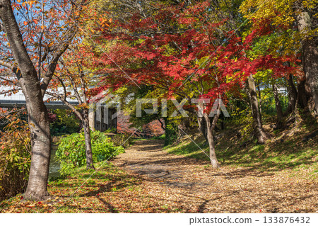 Late autumn promenade along the Horikawa River, Fushimi Ward, Kyoto City Late autumn promenade along the Horikawa River, Fushimi Ward, Kyoto City 133876432