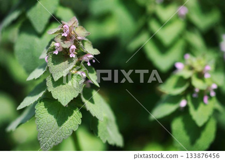 Wild grass flowering 133876456