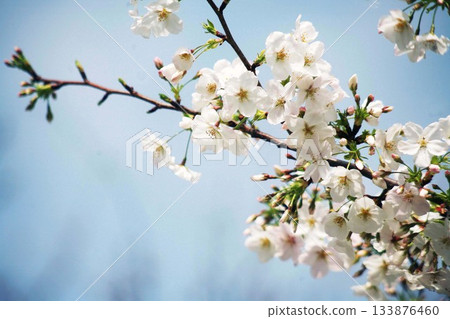 Cherry blossoms blooming in Shikoshino Cherry blossoms blooming in Shikoshino 133876460