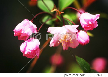 春天裡菊科植物五彩繽紛的花朵 春天裡菊科植物五彩繽紛的花朵 133876468