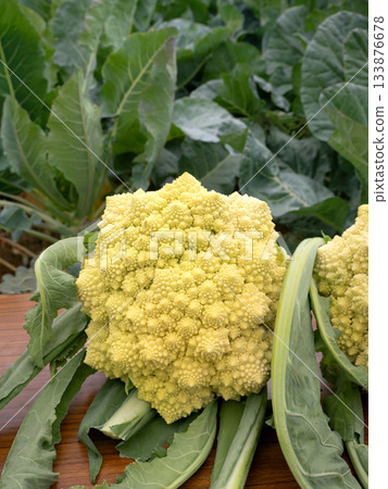 Harvested Romanesco 133876678