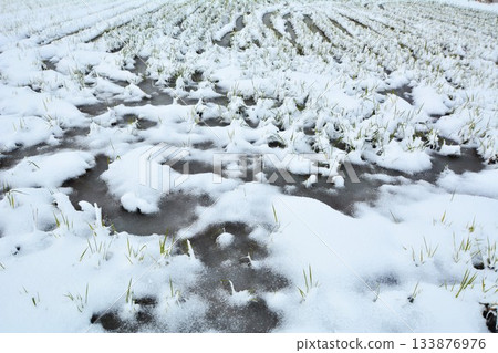 稻田上覆蓋著新雪 稻田上覆蓋著新雪 133876976