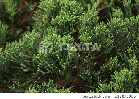 Juniperus miyama 1 Juniperus miyama 1 133876999