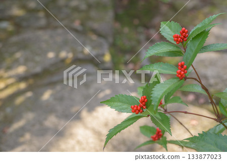 The red fruit fruit 133877023