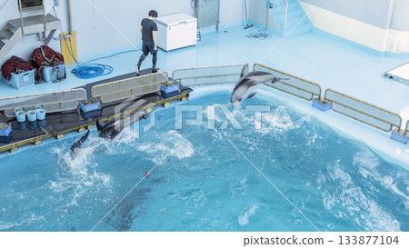 Hakkeijima Sea Paradise: Dolphins jumping and playing in the pool Hakkeijima Sea Paradise: Dolphins jumping and playing in the pool 133877104