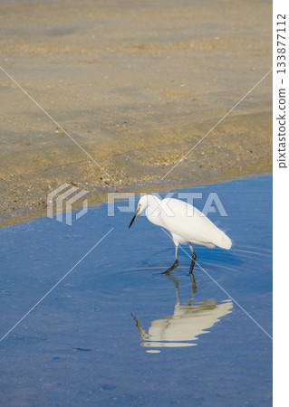 Little egret searching for food in the sea 133877112