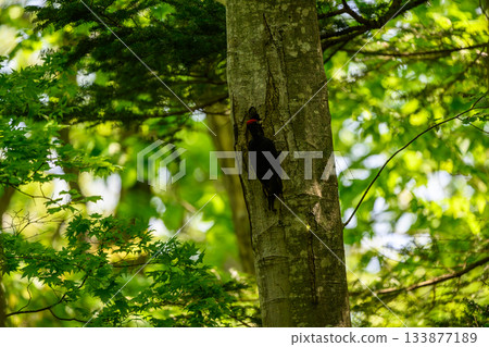 Black woodpecker raising a child 133877189