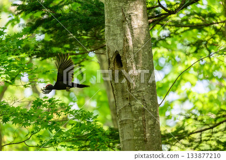 Black woodpecker raising a child Black woodpecker raising a child 133877210