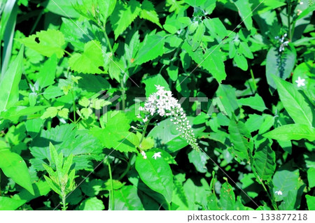 July's traverse of Mt. Ueda Taro and flowers Mountains of Shinshu Scenery of Shinshu July's traverse of Mt. Ueda Taro and flowers Mountains of Shinshu Scenery of Shinshu 133877218