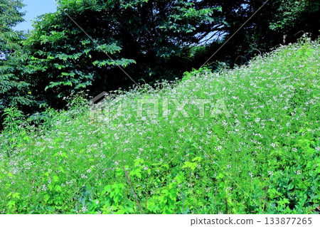 七月穿越上田太郎山,欣賞信州山脈的花朵和美景 七月穿越上田太郎山,欣賞信州山脈的花朵和美景 133877265
