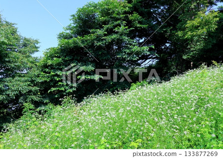 July's traverse of Mt. Ueda Taro and flowers Mountains of Shinshu Scenery of Shinshu July's traverse of Mt. Ueda Taro and flowers Mountains of Shinshu Scenery of Shinshu 133877269