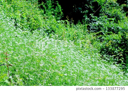July's traverse of Mt. Ueda Taro and flowers Mountains of Shinshu Scenery of Shinshu July's traverse of Mt. Ueda Taro and flowers Mountains of Shinshu Scenery of Shinshu 133877295