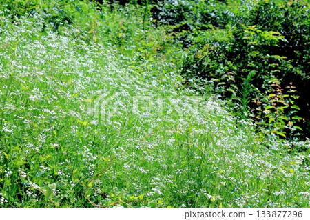 July's traverse of Mt. Ueda Taro and flowers Mountains of Shinshu Scenery of Shinshu July's traverse of Mt. Ueda Taro and flowers Mountains of Shinshu Scenery of Shinshu 133877296