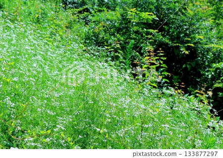 July's traverse of Mt. Ueda Taro and flowers Mountains of Shinshu Scenery of Shinshu July's traverse of Mt. Ueda Taro and flowers Mountains of Shinshu Scenery of Shinshu 133877297