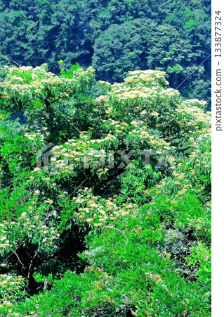 七月穿越上田太郎山,欣賞信州山脈的花朵和美景 七月穿越上田太郎山,欣賞信州山脈的花朵和美景 133877324