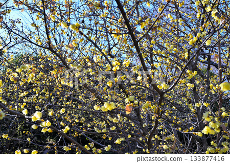 魯白盛開,冬季 魯白盛開,冬季 133877416