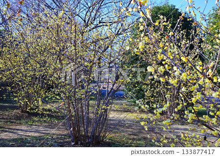 Roubai in full bloom, winter season 133877417