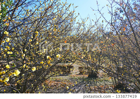 Roubai in full bloom, winter season 133877419