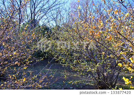 魯白盛開,冬季 魯白盛開,冬季 133877420