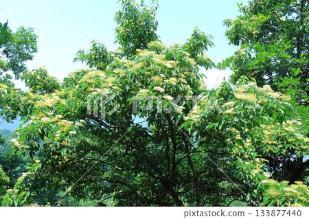 七月穿越上田太郎山，欣賞信州山脈的花朵和美景 133877440