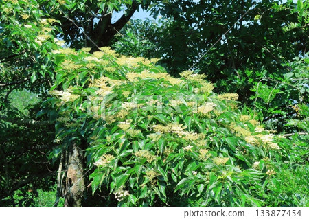 七月穿越上田太郎山,欣賞信州山脈的花朵和美景 七月穿越上田太郎山,欣賞信州山脈的花朵和美景 133877454
