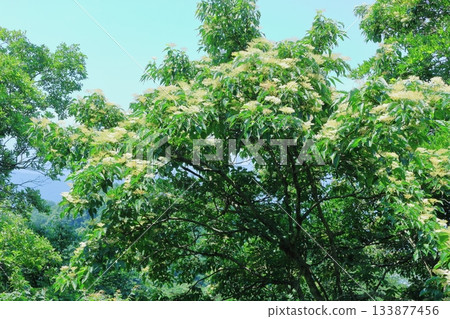 七月穿越上田太郎山,欣賞信州山脈的花朵和美景 七月穿越上田太郎山,欣賞信州山脈的花朵和美景 133877456